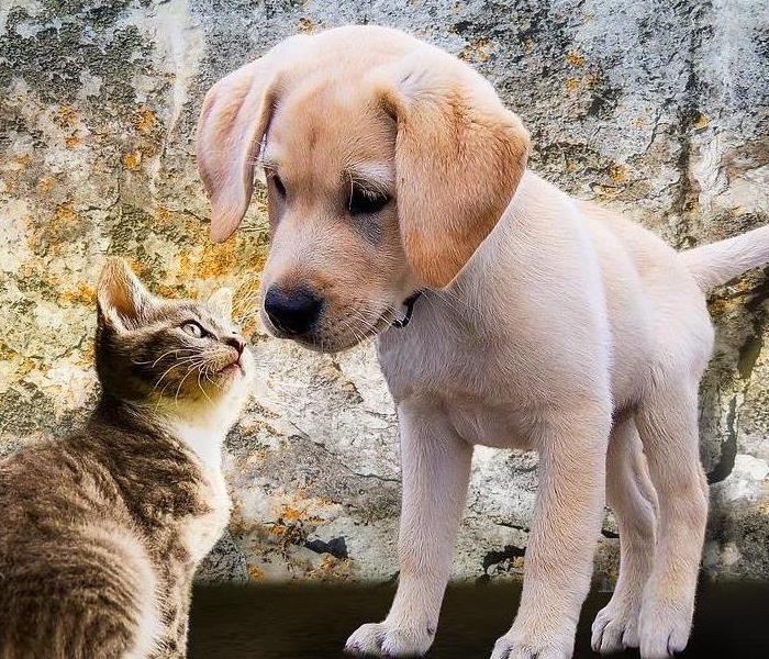 dog and cat looking at each other
